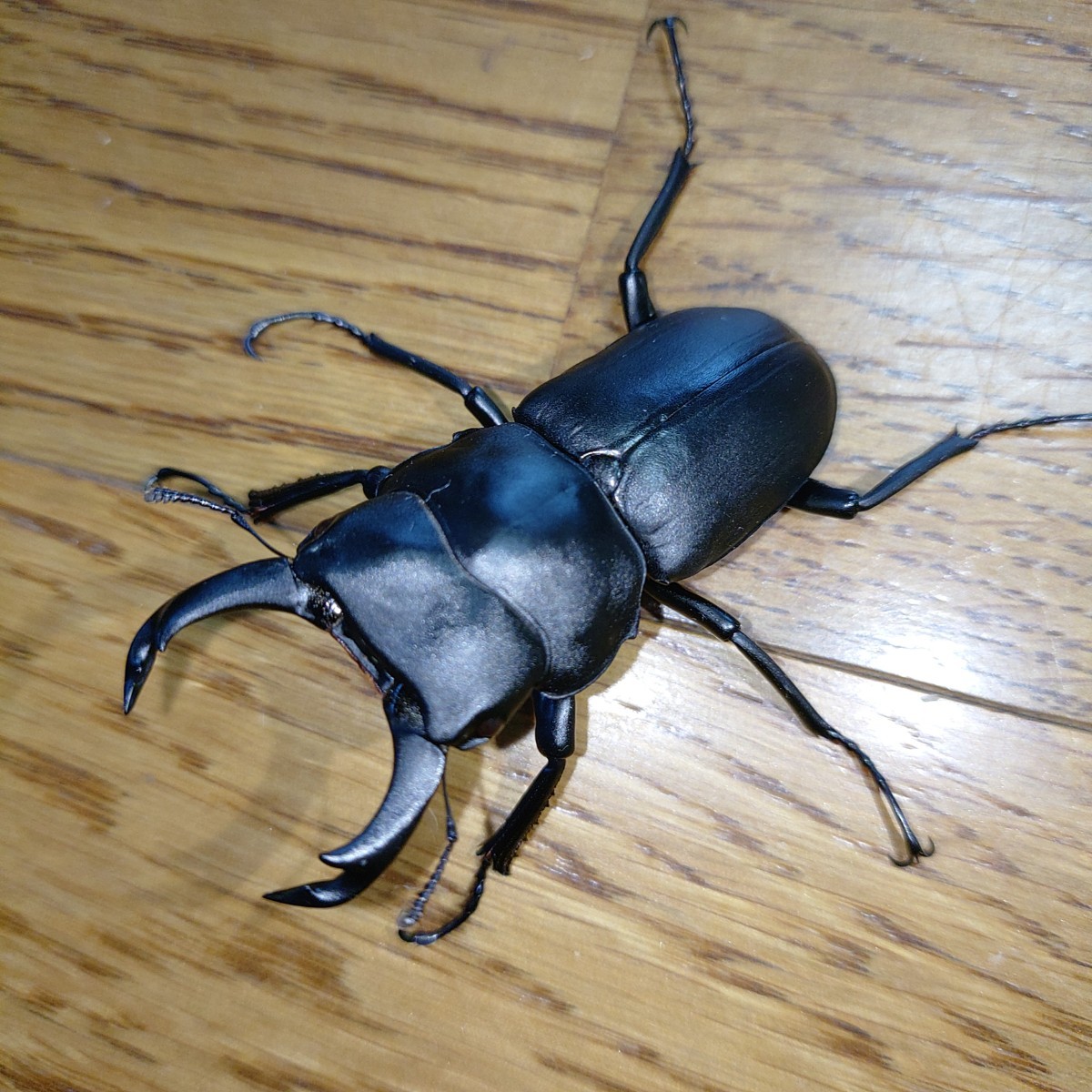 発送日限定】ヒメオオクワガタ♂53、3㎜ ♀B品42、2㎜ (♂53㎜は