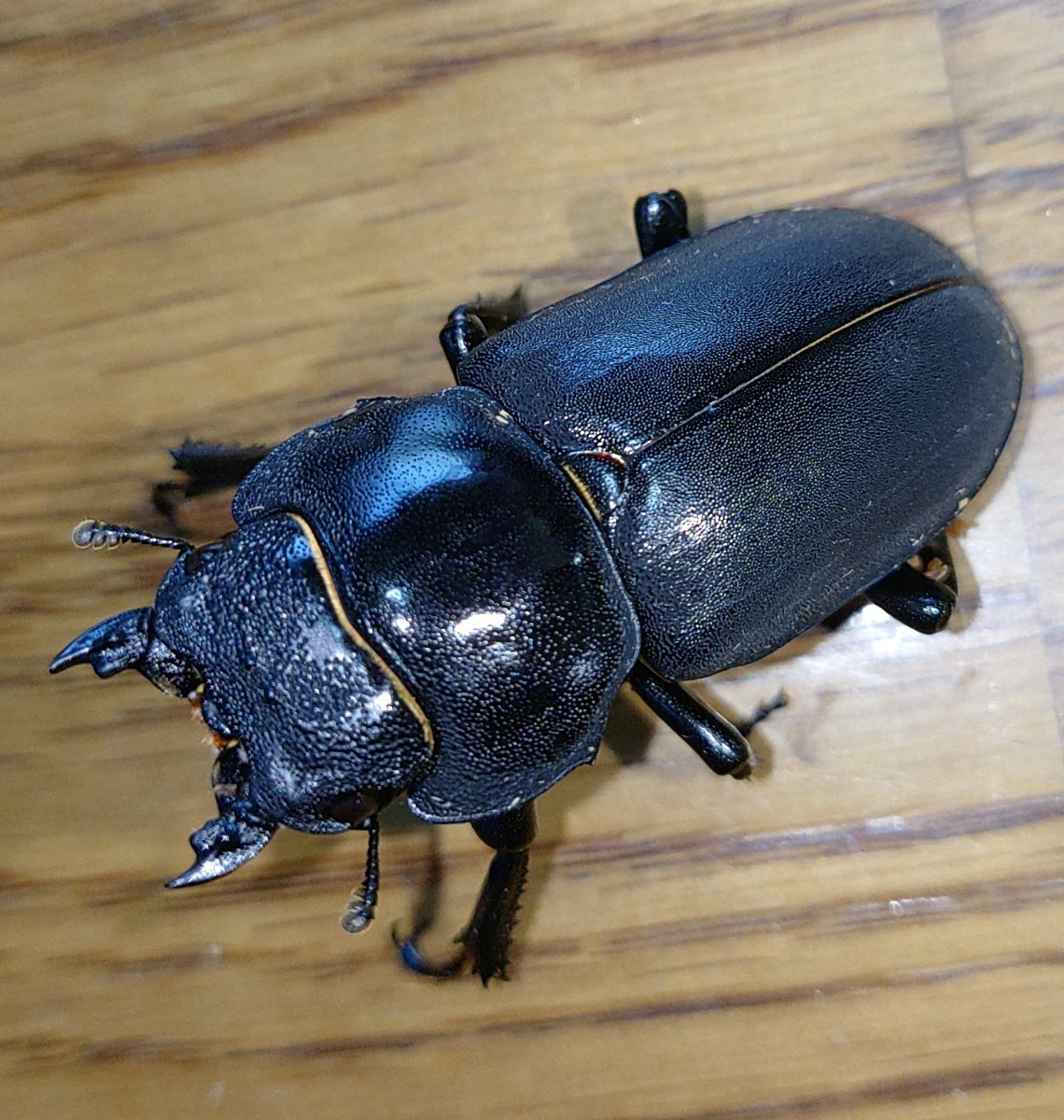 発送日限定】ヒメオオクワガタ♂53、3㎜ ♀B品42、2㎜ (♂53㎜は