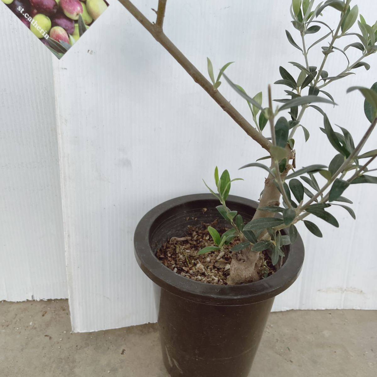 オリーブの木 セントキャサリン 6号 庭木 植木 苗木 常緑樹 シンボル