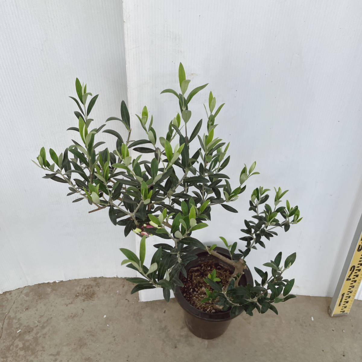 オリーブの木 セントキャサリン 6号 庭木 植木 苗木 常緑樹 シンボル