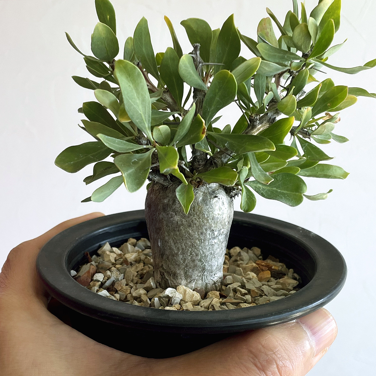 Fouquieria columnaris フォークイエリア 観峰玉 / 実生・良型