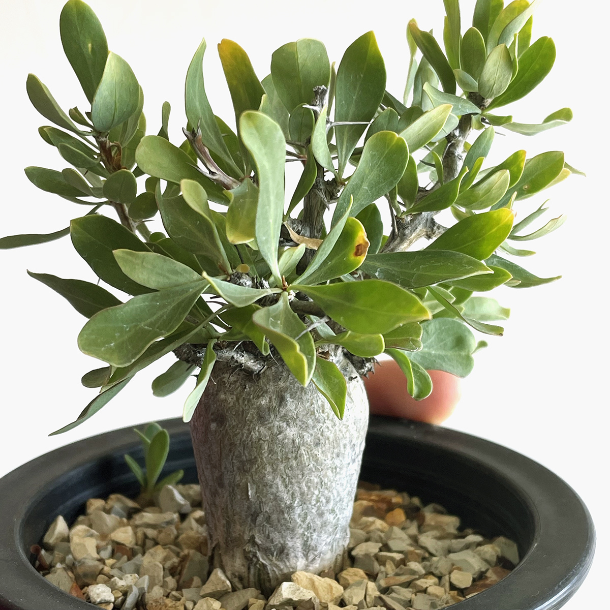 Fouquieria columnaris フォークイエリア 観峰玉 / 実生・良型