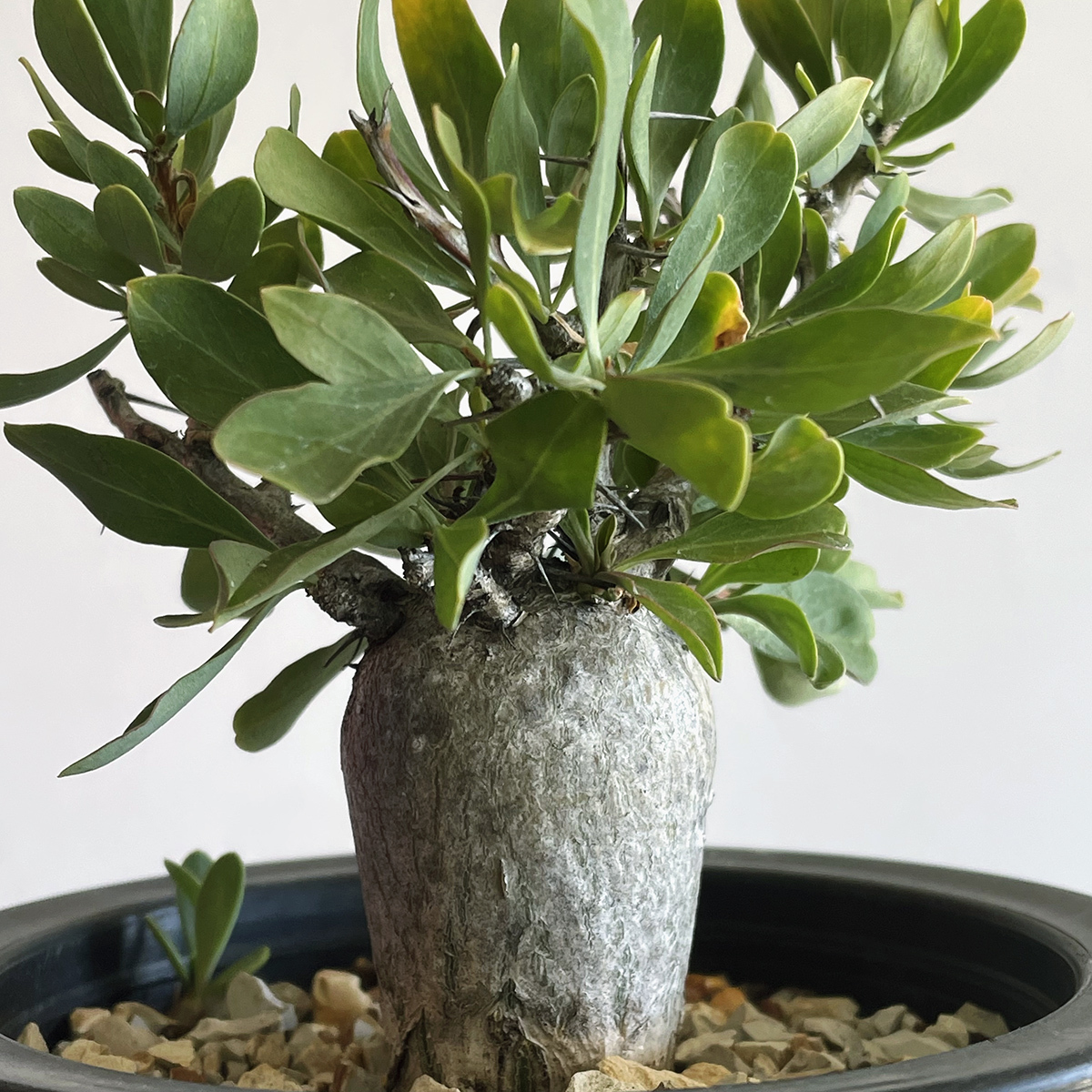 Fouquieria columnaris フォークイエリア 観峰玉 / 実生・良型