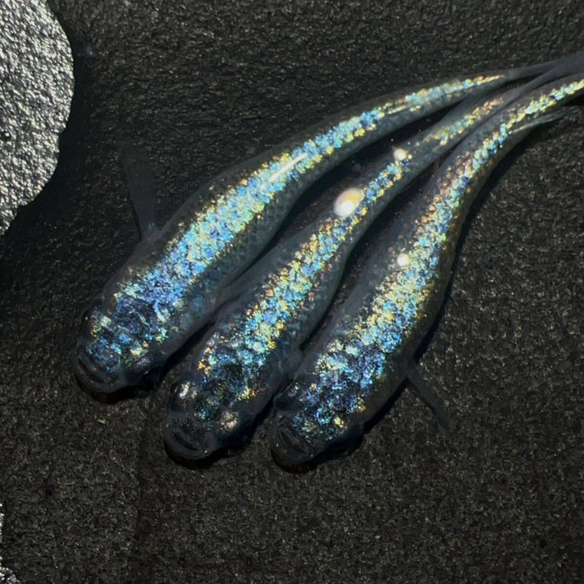 【AQUA PLANET】碧 雄1 雌2 種親クラス 最新世代 次回未定クラス_1