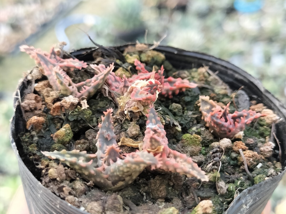実生 ハッカーxメラゾーマ 1ポット分 キズあり 多肉植物 アロエ 発根