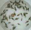 ■ピンポンパール 稚魚 ２０匹■