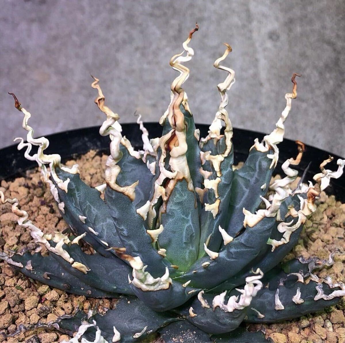 アガベ ユタエンシス エボリスピナ ' 陽炎 ' Agave utahensis eborispina ' 陽炎 ' 発根済み株 1_1