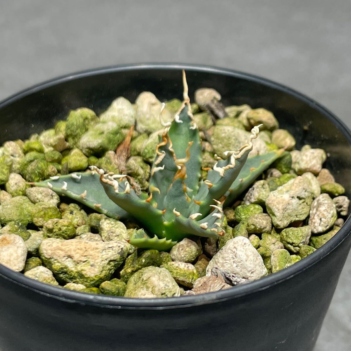 アガベ ユタエンシス エボリスピナ ' 陽炎 ' Agave utahensis eborispina ' 陽炎 ' 発根済み株 1_2