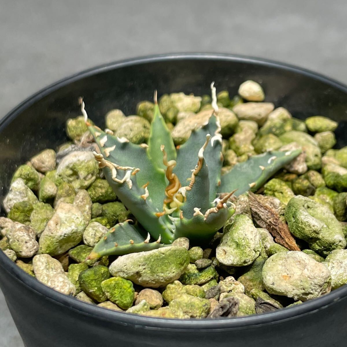 アガベ ユタエンシス エボリスピナ ' 陽炎 ' Agave utahensis eborispina ' 陽炎 ' 発根済み株 1_3