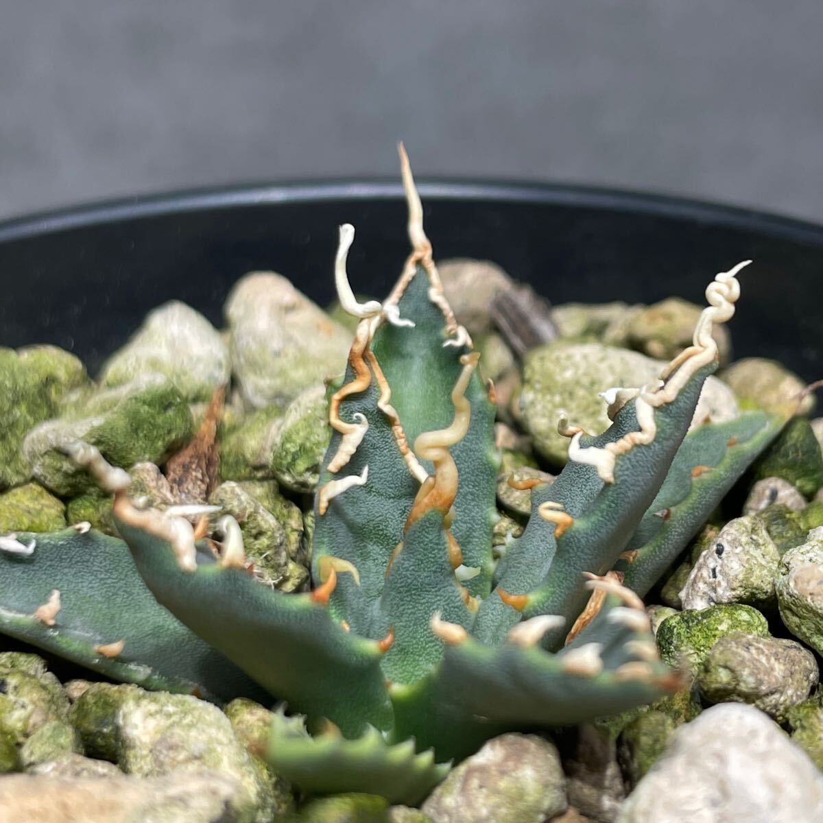 アガベ ユタエンシス エボリスピナ ' 陽炎 ' Agave utahensis eborispina ' 陽炎 ' 発根済み株 1_4