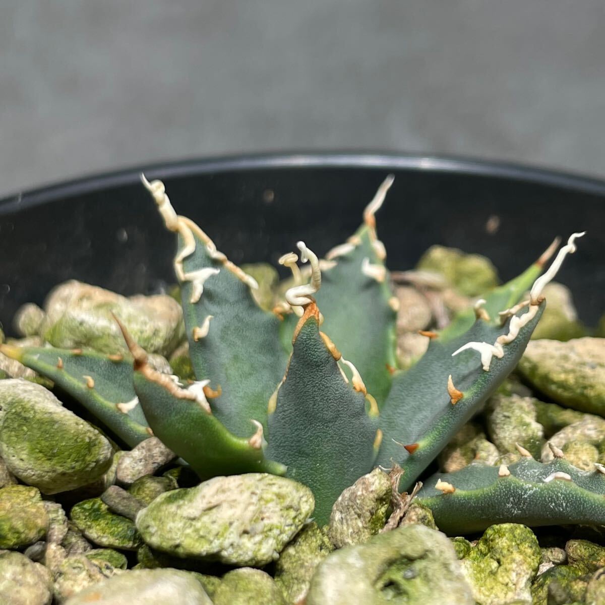 アガベ ユタエンシス エボリスピナ ' 陽炎 ' Agave utahensis eborispina ' 陽炎 ' 発根済み株 1_5