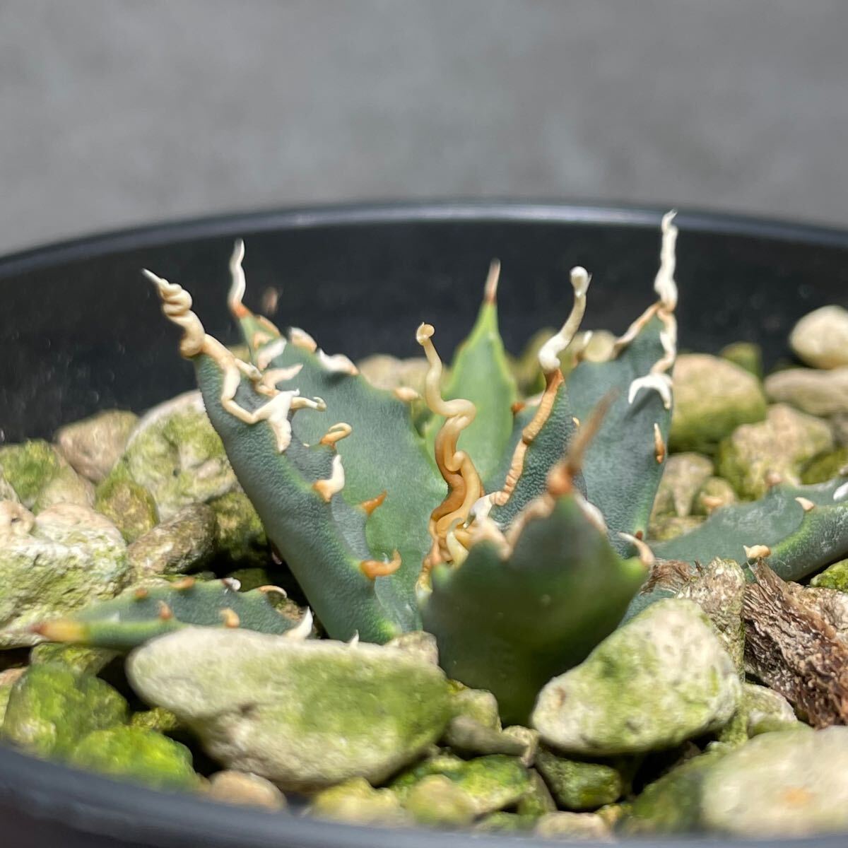 アガベ ユタエンシス エボリスピナ ' 陽炎 ' Agave utahensis eborispina ' 陽炎 ' 発根済み株 1_6