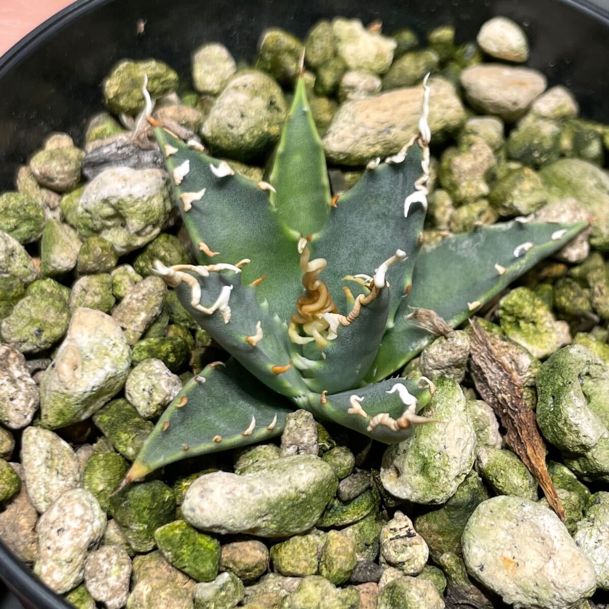 アガベ ユタエンシス エボリスピナ ' 陽炎 ' Agave utahensis eborispina ' 陽炎 ' 発根済み株 1_7