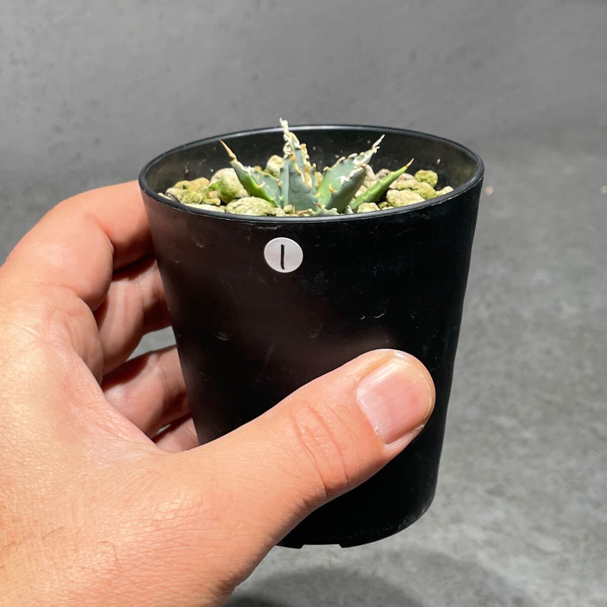 アガベ ユタエンシス エボリスピナ ' 陽炎 ' Agave utahensis eborispina ' 陽炎 ' 発根済み株 1_8