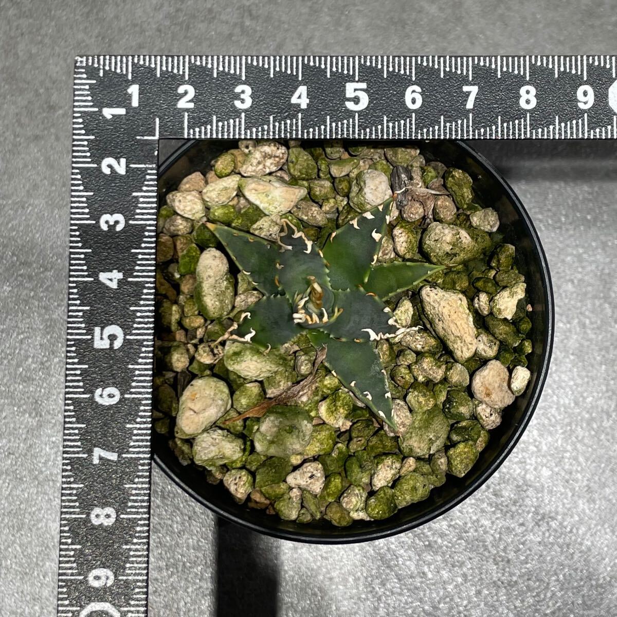 アガベ ユタエンシス エボリスピナ ' 陽炎 ' Agave utahensis eborispina ' 陽炎 ' 発根済み株 1_9
