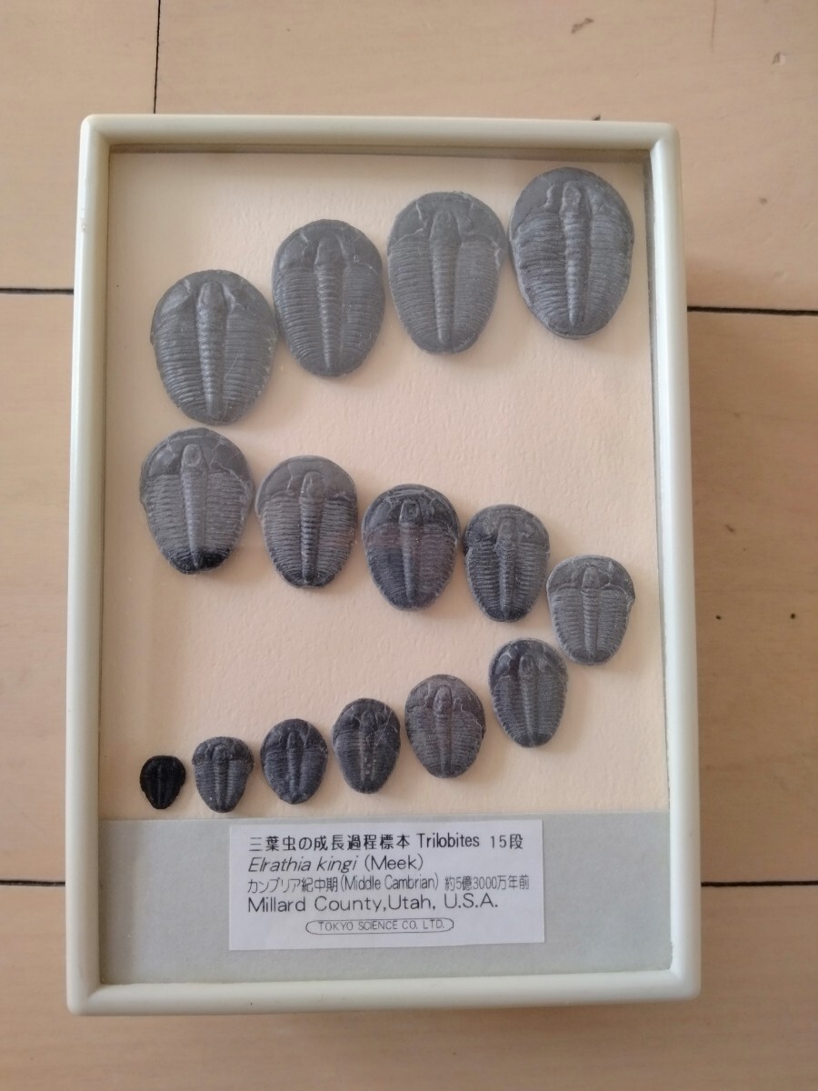 三葉虫　エルラシア　小〜中〜大　成長過程　完全体　美麗　１５点 三葉虫の成長過程標本15段 details カンブリア紀中期 item 展示紹介
