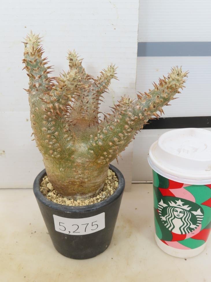 0 エニグマティクム 植え発根 「塊根植物」パキポディウム 