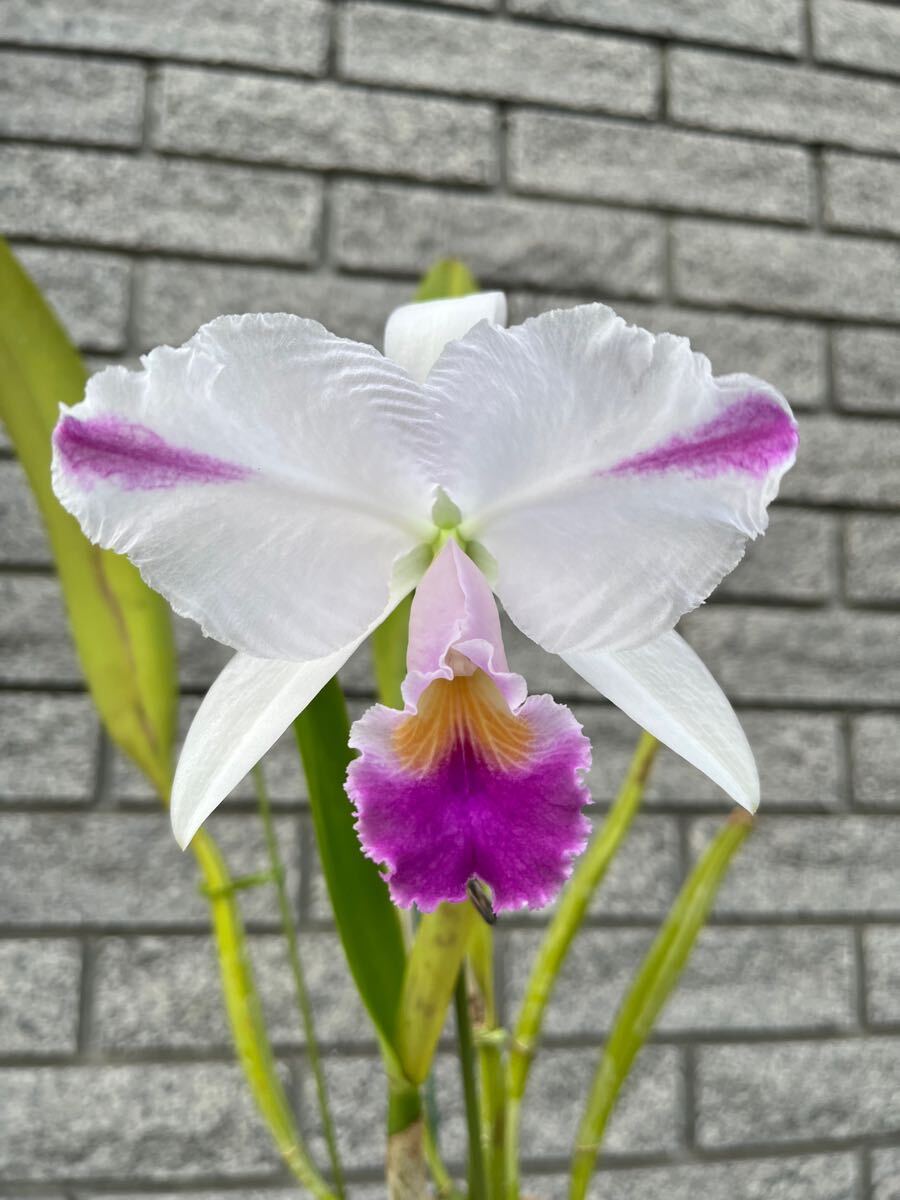 洋蘭 原種 カトレア C trianae coerulea flamea Manami OG(ラン)｜売買