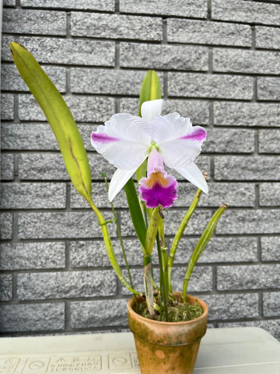 洋蘭 原種 カトレア C trianae coerulea flamea Manami OG(ラン)｜売買