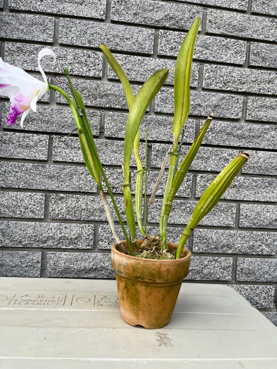 洋蘭 原種 カトレア C. lawrenceana fma. flamea 洋蘭 原種 カトレア C trianae coerulea flamea Manami OG(ラン)｜売買