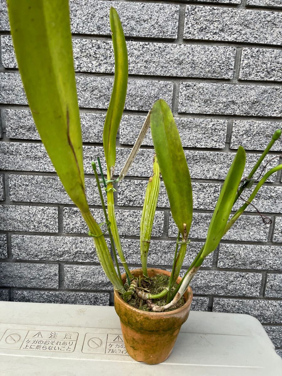 洋蘭 原種 カトレア C trianae coerulea flamea Manami OG(ラン)｜売買