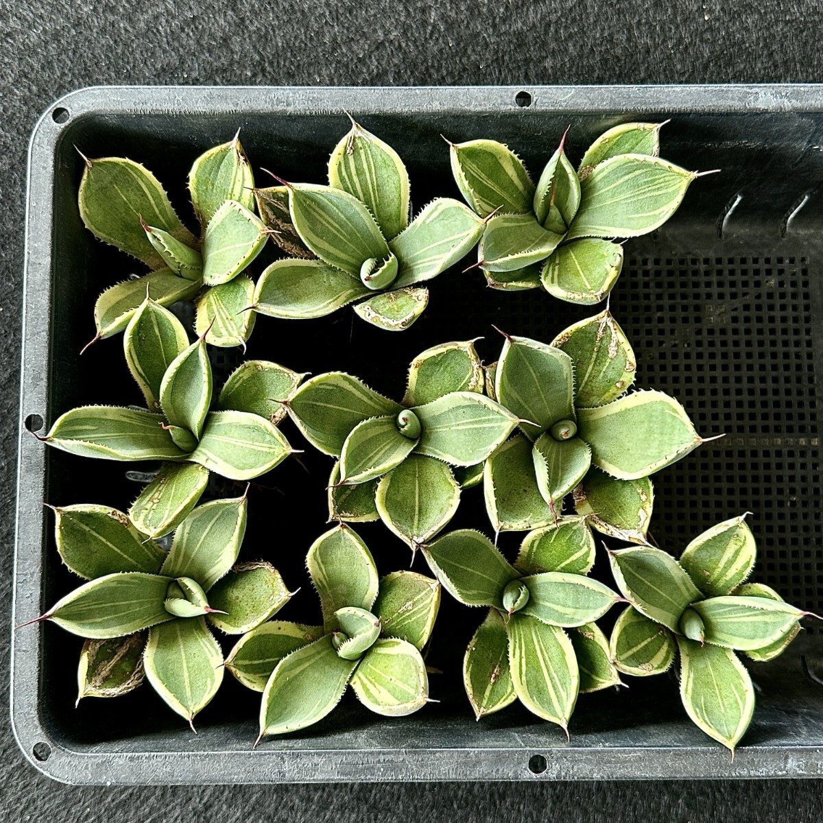 Lj_plants Z003 アガベ パリー トランカータ ライムストリーク 鮮明錦