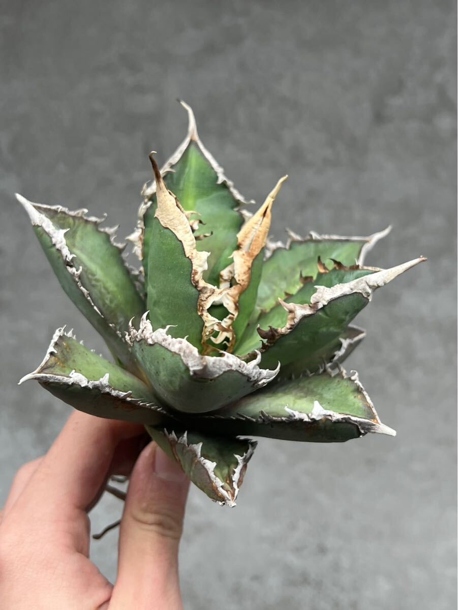 本物保証，最新作 026-1 AGAVE TITANOTA &lsquo;were wolf&rsquo;狼人 アガベ チタノタ 狼人 強刺 短葉 激レア(アガベ)｜売買されたオークション情報、yahooの商品情報をアーカイブ公開 - オークファン アガベ