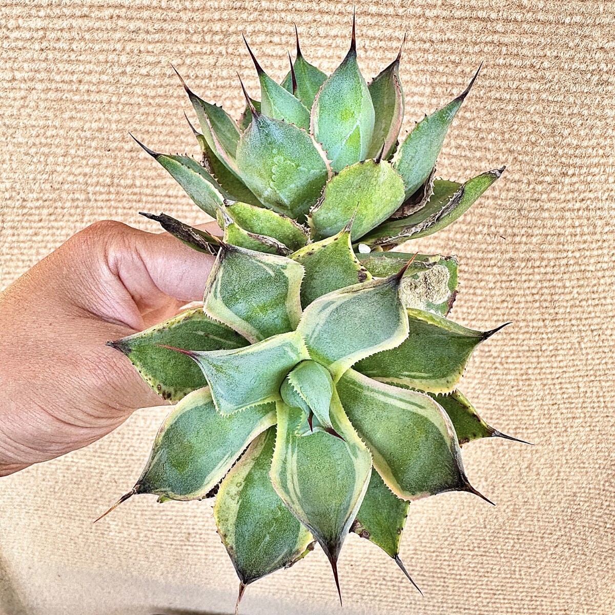 アガベ チタノタ - 多肉植物 Yahoo!オークション 白鯨錦 鮮明錦 白覆輪