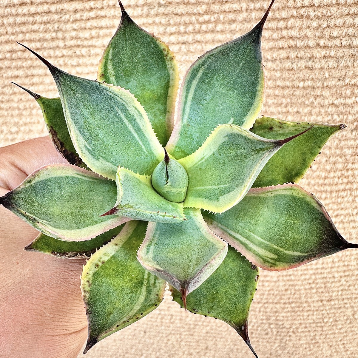 アガベ チタノタ - 多肉植物 Yahoo!オークション 白鯨錦 鮮明錦 白覆輪