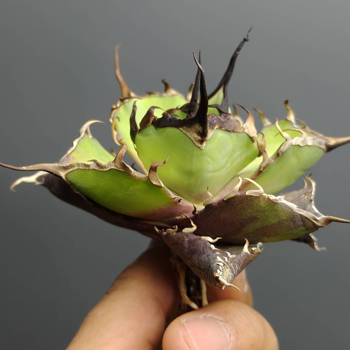 チタノタ アガベ | 姫巌竜 Agave 雷帝甲 メキシコ輸入産地種現地株 激