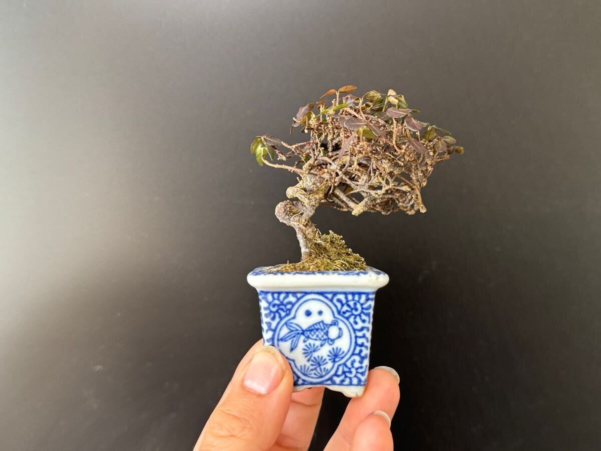 チリメンカズラ（縮緬葛）の育て方｜キミのミニ盆栽びより 盆栽 盆栽