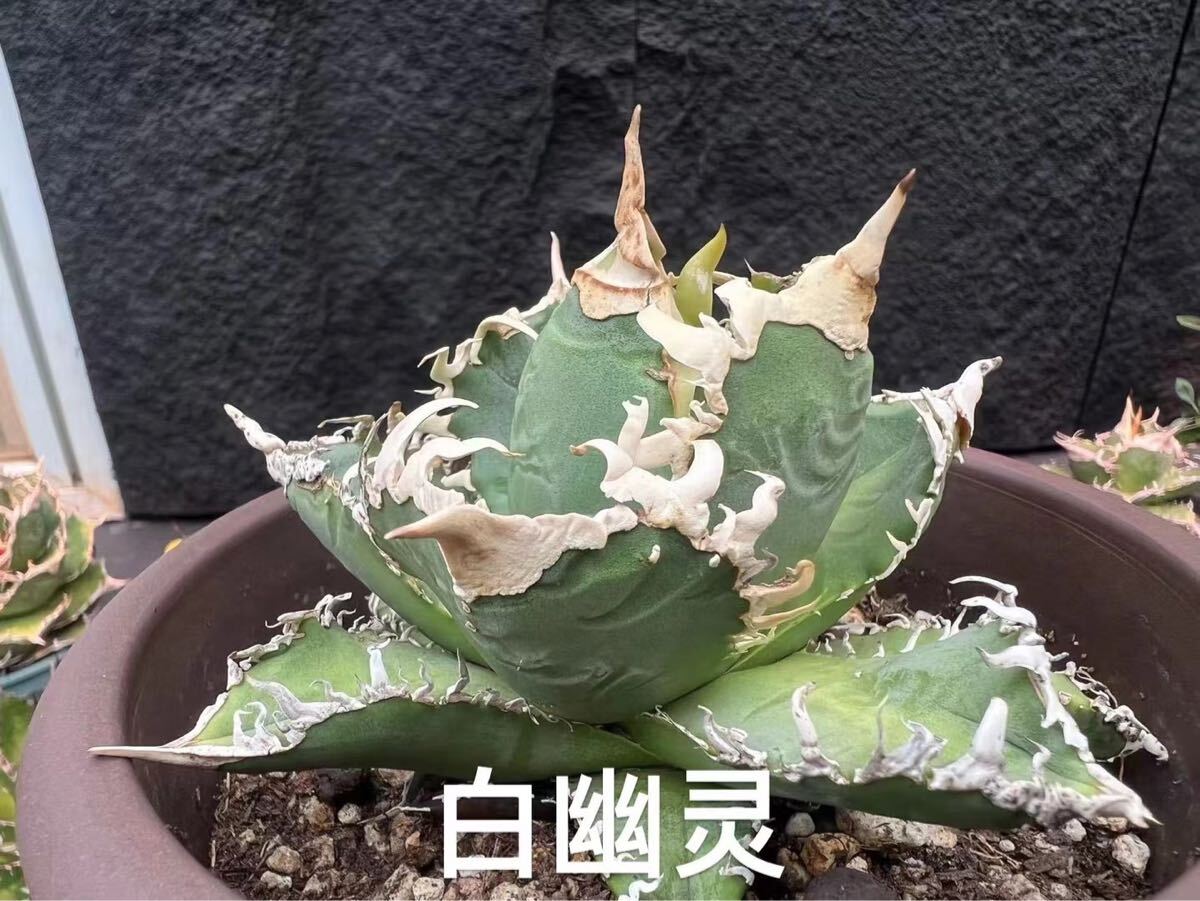 FJ Agave】w16アガベ チタノタ 白幽霊 優良血統 希少株 極上子株