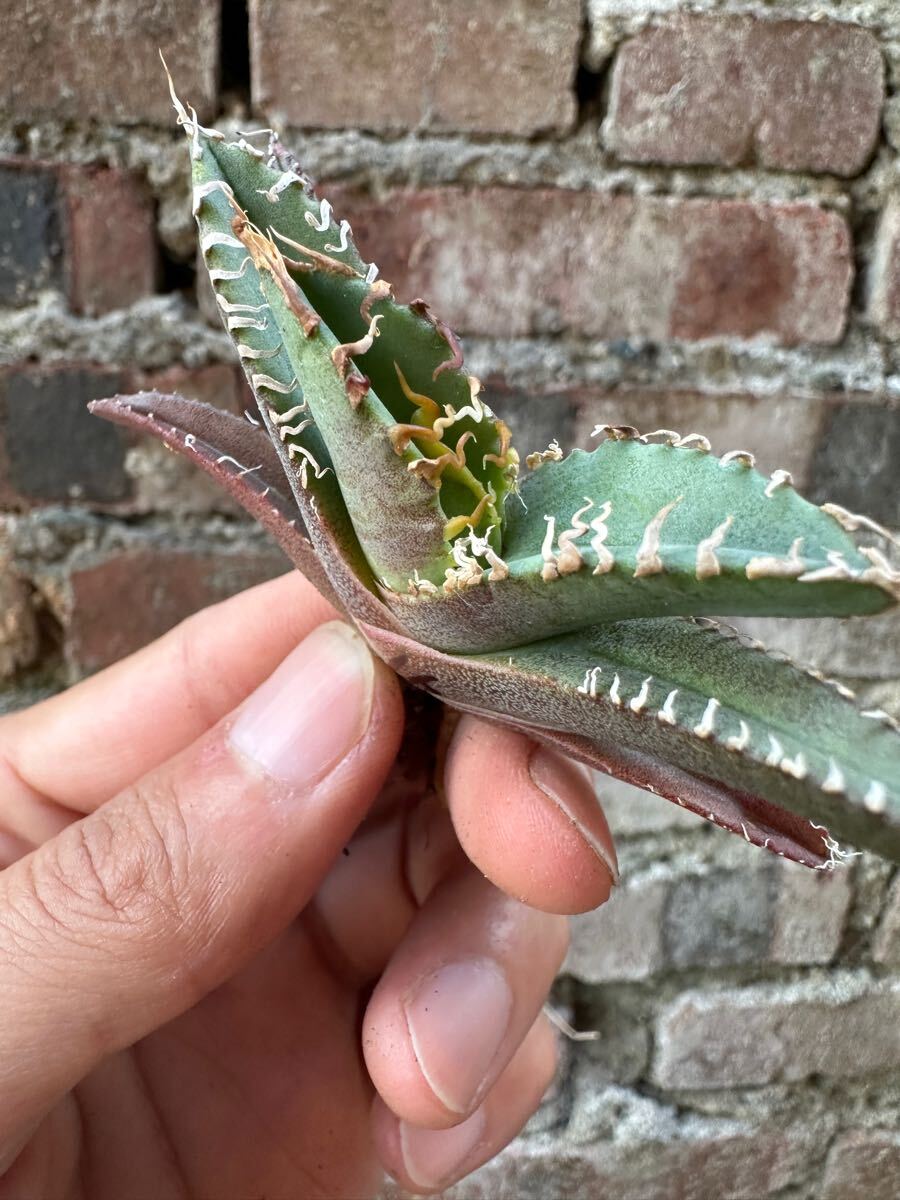 FJ Agave】w16アガベ チタノタ 白幽霊 優良血統 希少株 極上子株
