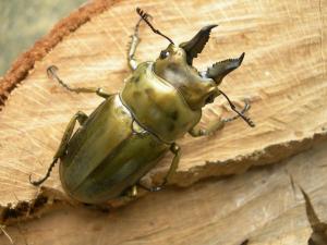 阿古谷オオクワ園★ローゼンベルグオウゴンオニ　♂55ミリUPペア