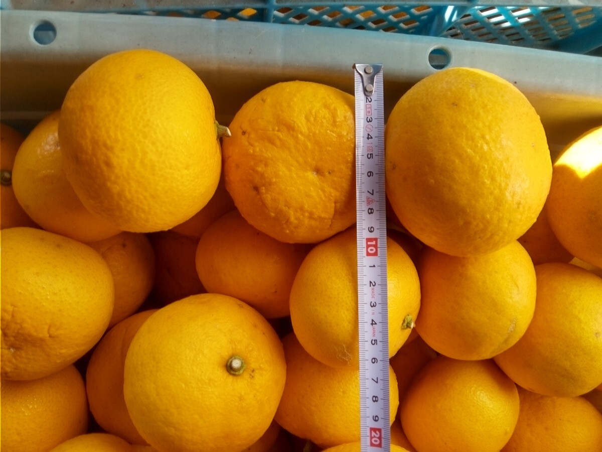 夏みかん8キロ_1