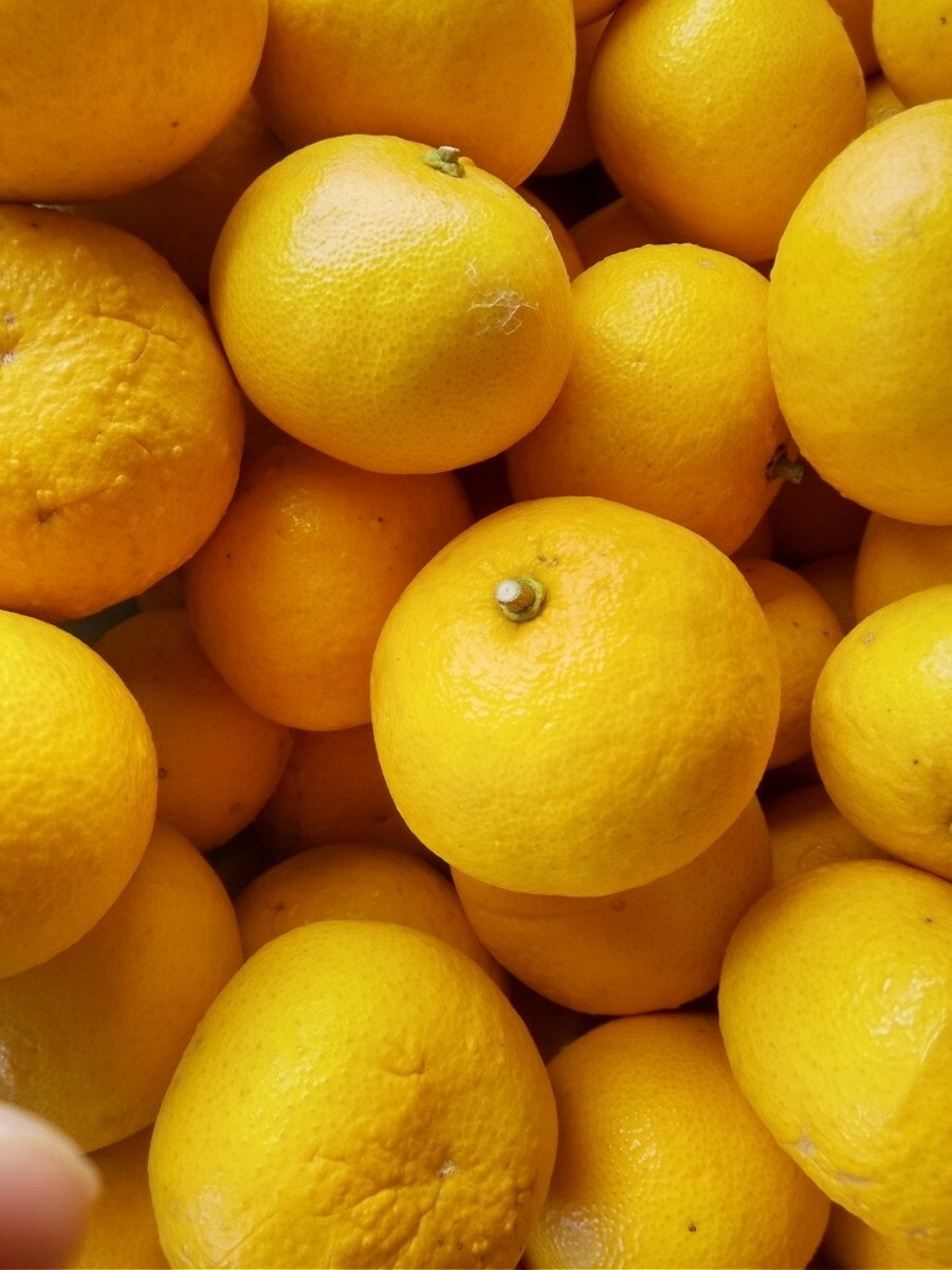 夏みかん8キロ_2