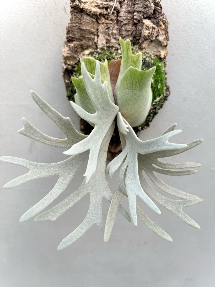 P. willinckii 'Yellow Moon' dwarf spore grown 【vandaka】ウィリンキードワーフ ビカクシダ