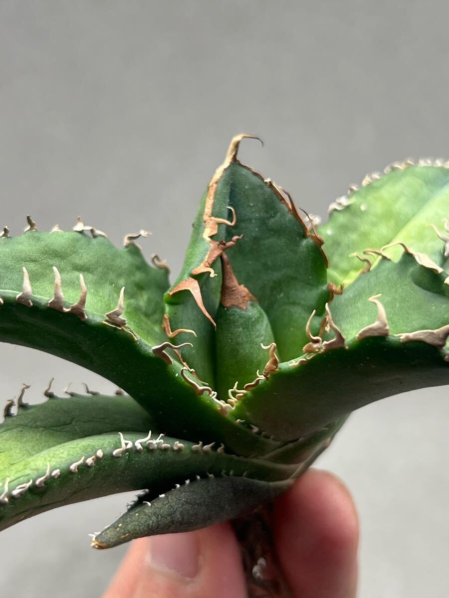 Y4-1 アガベ　チタノタ悪魔くんBAKEMONO バケモノ　スーパーチタノタ　本物　返金保証付き　メリクロン_1