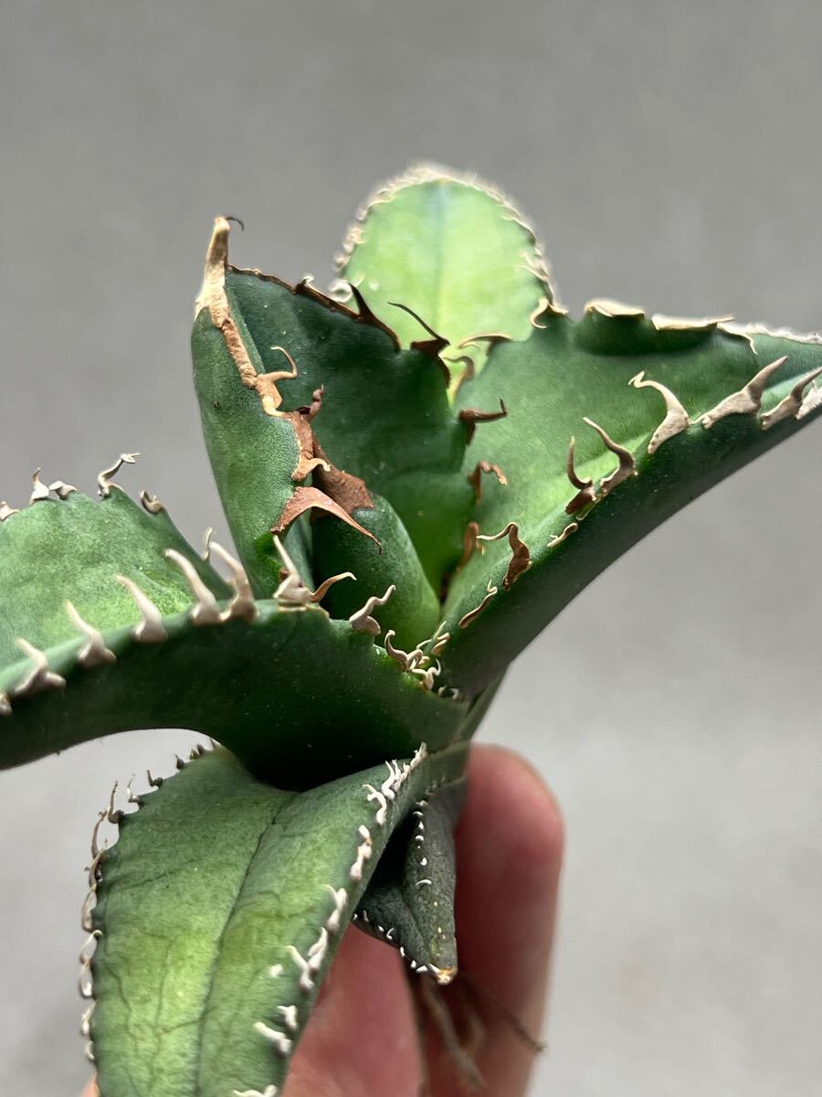 Y4-1 アガベ　チタノタ悪魔くんBAKEMONO バケモノ　スーパーチタノタ　本物　返金保証付き　メリクロン_2