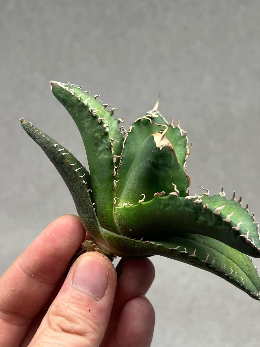 Y4-1 アガベ　チタノタ悪魔くんBAKEMONO バケモノ　スーパーチタノタ　本物　返金保証付き　メリクロン_3