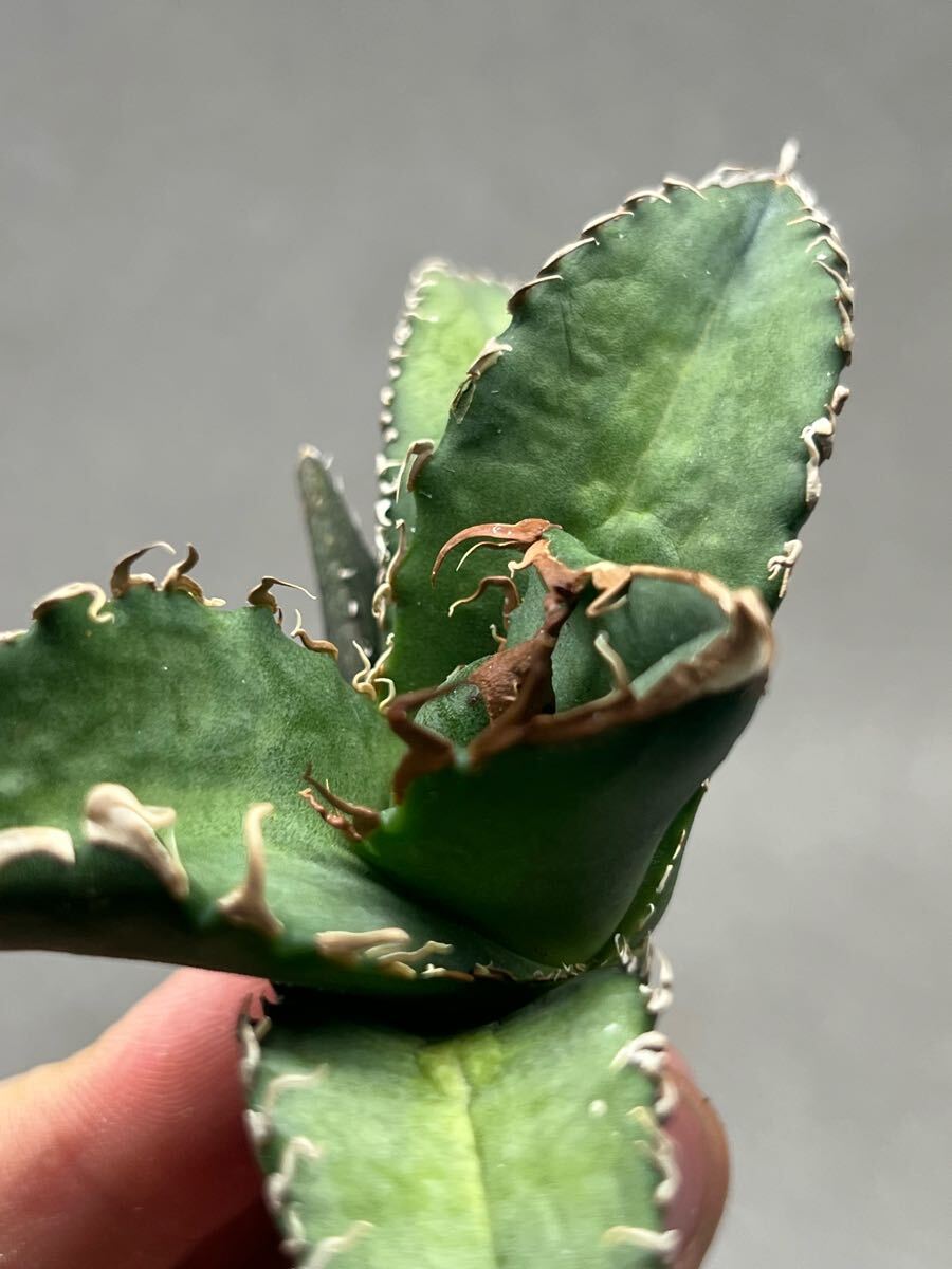 Y4-1 アガベ　チタノタ悪魔くんBAKEMONO バケモノ　スーパーチタノタ　本物　返金保証付き　メリクロン_5