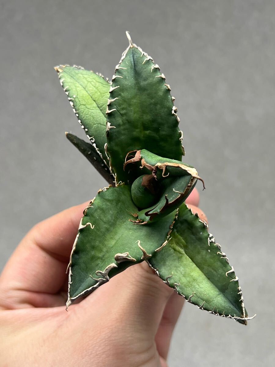 Y4-1 アガベ　チタノタ悪魔くんBAKEMONO バケモノ　スーパーチタノタ　本物　返金保証付き　メリクロン_6