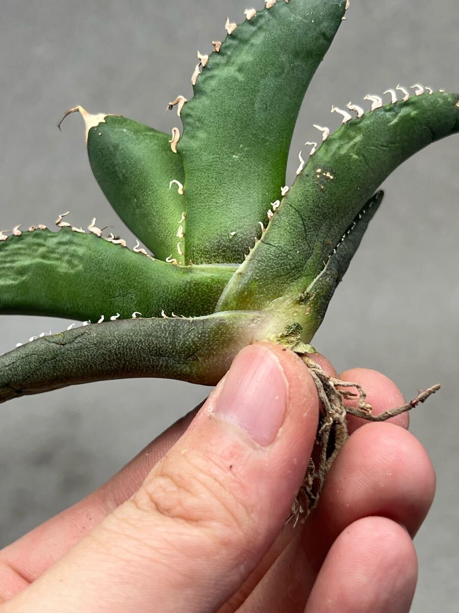 Y4-1 アガベ　チタノタ悪魔くんBAKEMONO バケモノ　スーパーチタノタ　本物　返金保証付き　メリクロン_7