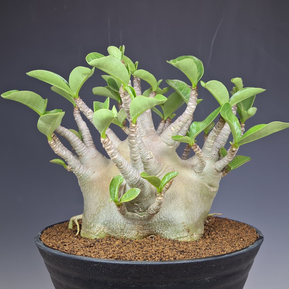 (実)(充実株)アデニウム・アラビクム (ビートル) 18cm鉢 ■カクタス長田_1