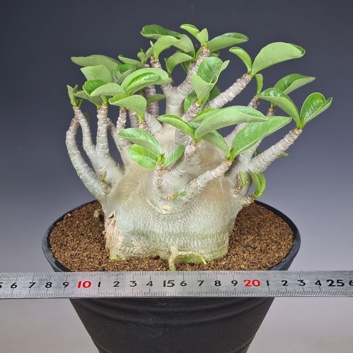 (実)(充実株)アデニウム・アラビクム (ビートル) 18cm鉢 ■カクタス長田_2