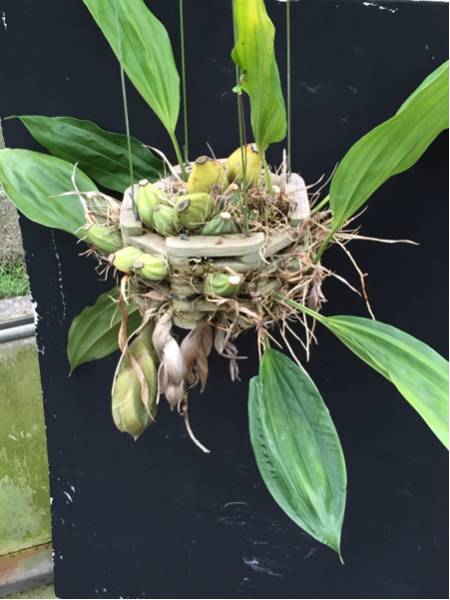 【洋蘭】Stanhopea tigrina 'Fukui' 花芽付き