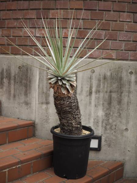 プヤ・セルーレア（Puya coerulea）大株】 プヤ・セルーレア