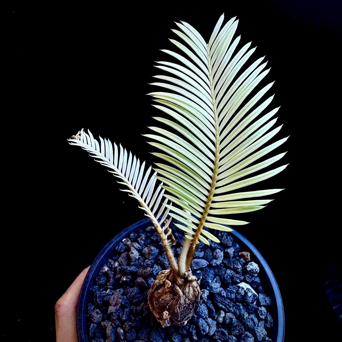 S13 ソテツ 蘇鉄 白化錦 極上斑入り Cycas revoluta Thunb 変異錦 希少 