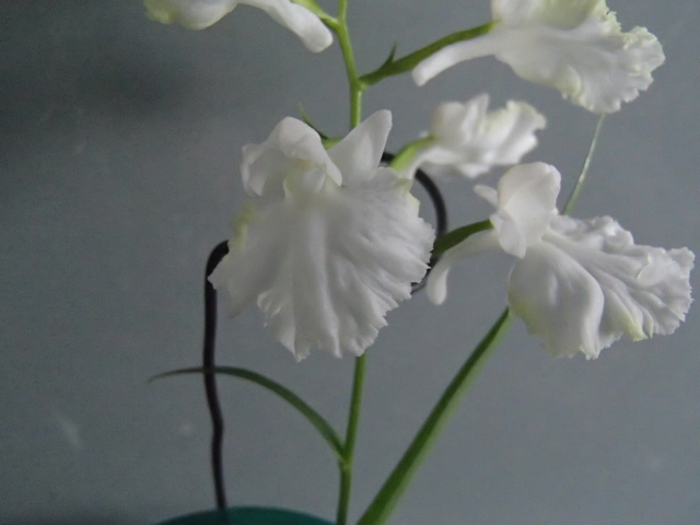 野草★ウチョウラン★※S※６５１『　白黄仁連　』　増殖（イワチドリ、スズチドリ）_1