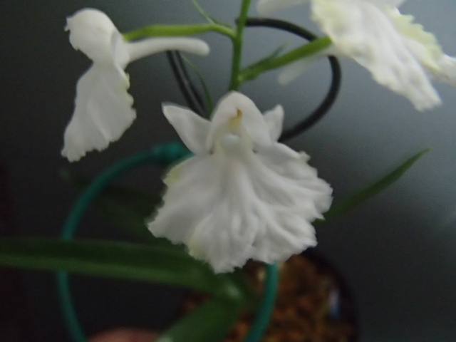 野草★ウチョウラン★※S※６５１『　白黄仁連　』　増殖（イワチドリ、スズチドリ）_2